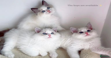 Ragdoll cats - Advert 1