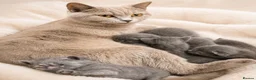 British Shorthair cats for sale: PREMIUM BRITISH SHORTHAIR KITTENS AVAILABLE - Advert 1