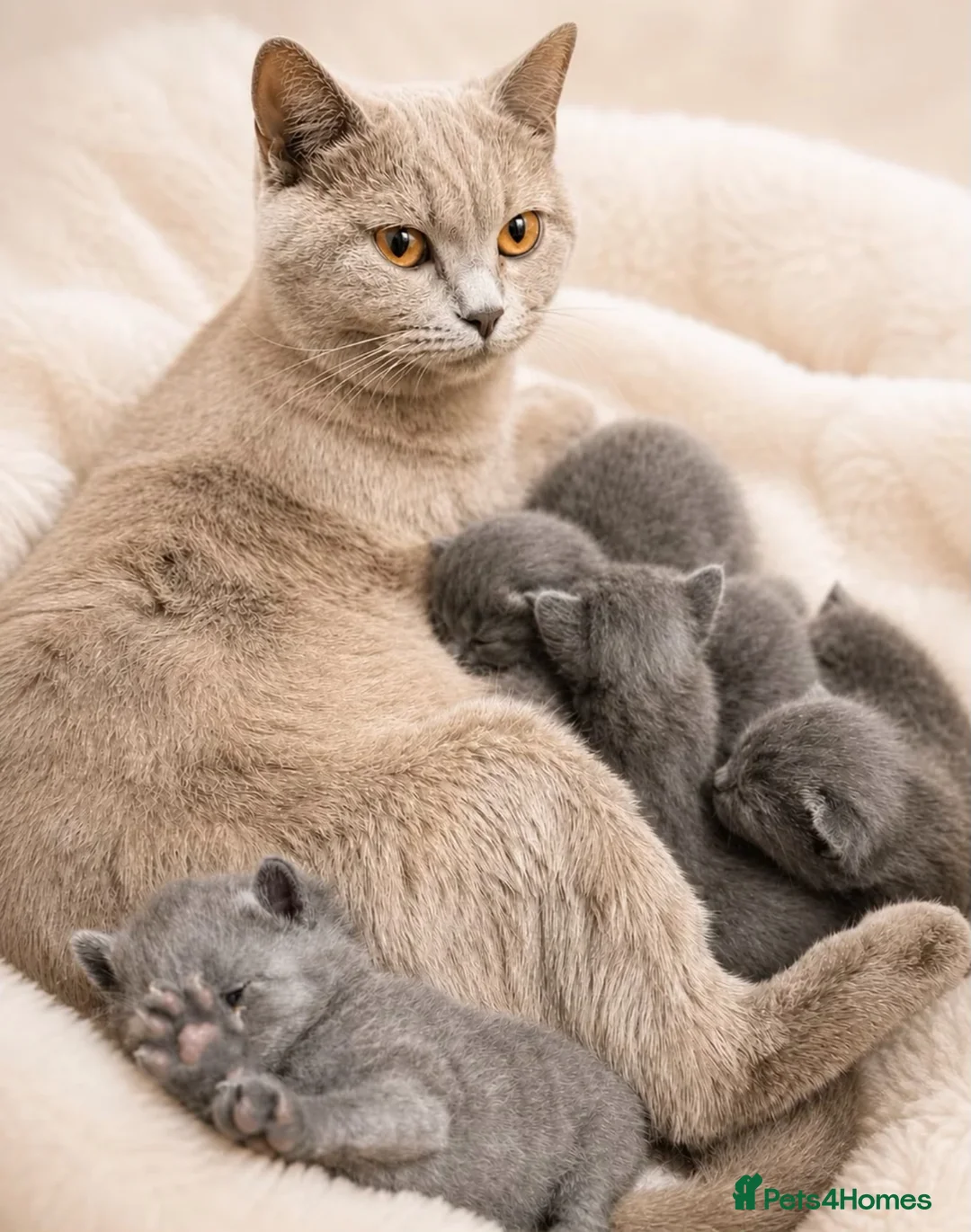 British Shorthair cats for sale: PREMIUM BRITISH SHORTHAIR KITTENS AVAILABLE - Advert 1