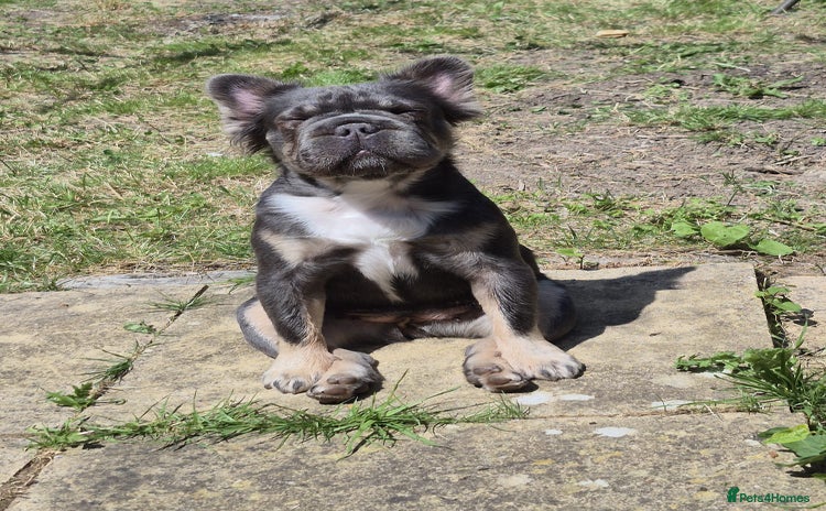 French Bulldog dogs - Advert 5