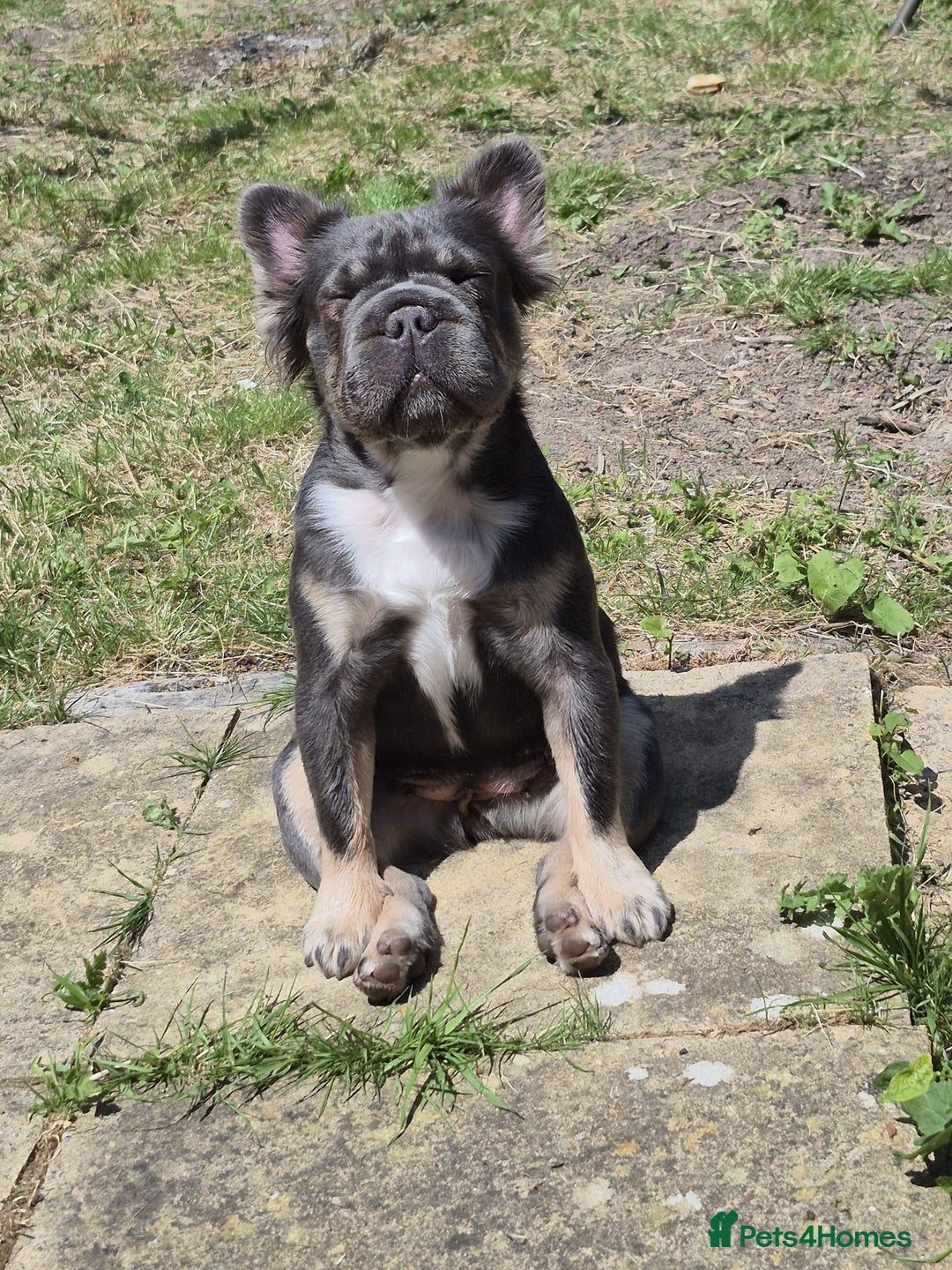 French Bulldog dogs for sale: Fluffy 2 year old french bulldog for sale  - Image 1