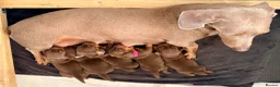 Miniature Dachshund dogs for sale: Chocolate & tan short hair miniature dachshund  - Advert 4