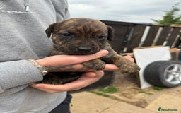 Mixed Breed dogs for sale: Outstanding quality litter of twelve pups - Image 12