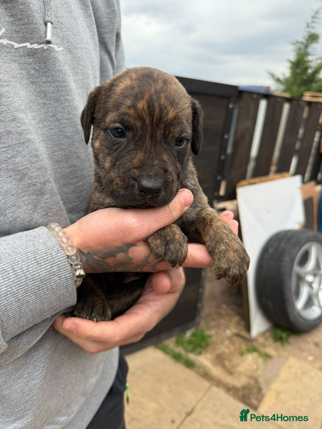 Mixed Breed dogs for sale: Outstanding quality litter of twelve pups - Image 12