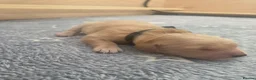 Golden Retriever dogs for sale: KC Pedigree Golden Retriever Puppies - Advert 3