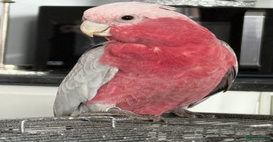 Cockatoo birds - Advert 5