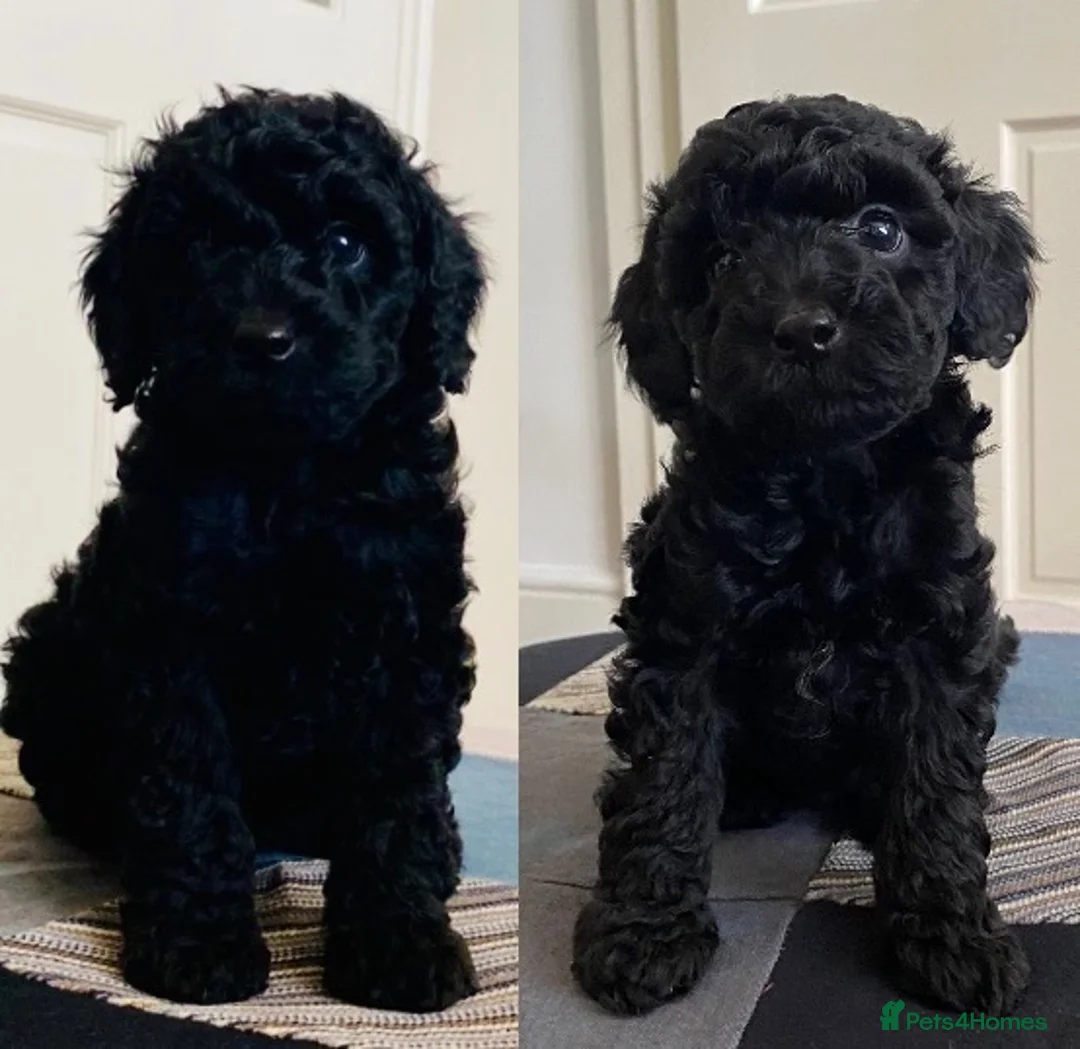 Cockapoo dogs for sale: Adorable, F2 cockapoos - Advert 1