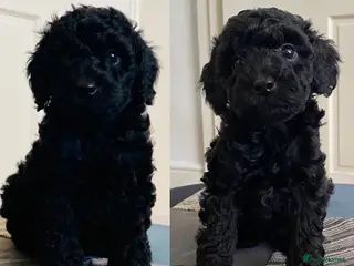 Cockapoo dogs Adorable, F1 cockapoos - Advert 1