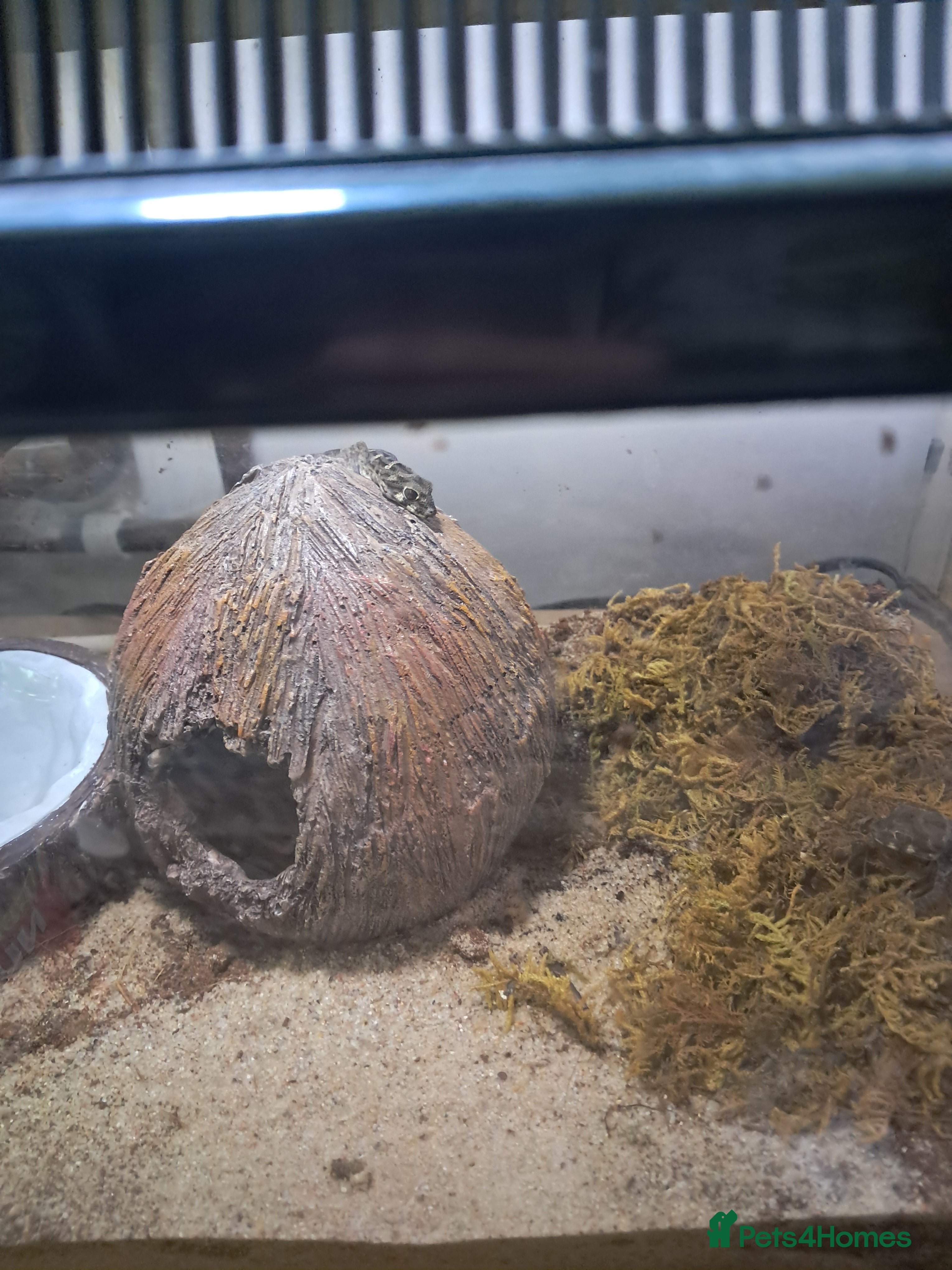 Gecko reptiles Two viper geckos and tank and uvb bulb and holder - Advert 1