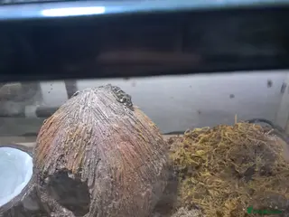 Gecko reptiles Two viper geckos and tank and uvb bulb and holder - Advert 1