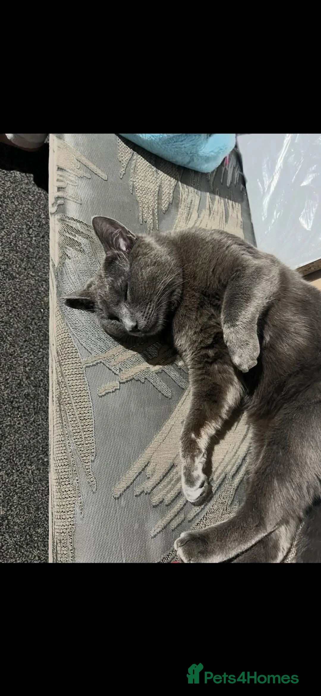 British Shorthair cats for sale: British shorthair/domestic shorthair in Bradford - Advert 2