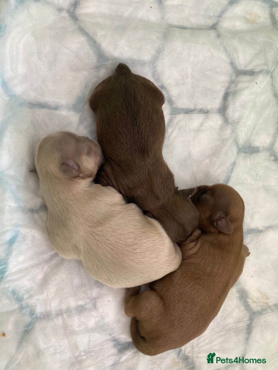 Shih Tzu dogs for stud: 🐶💎 Bumble – Imperial Shih Tzu Stud, kc reg 💎🐶 in Liverpool - Image 3