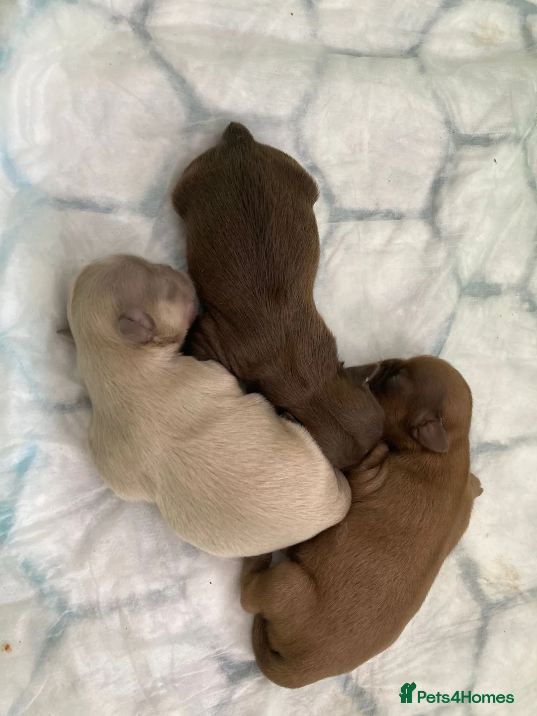 Shih Tzu dogs for stud: 🐶💎 Bumble – Imperial Shih Tzu Stud, kc reg 💎🐶 in Liverpool - Advert 16