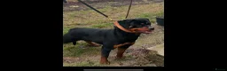 Rottweiler dogs for sale: Female Rottweiler 16 months old for show& breeding - Advert 6