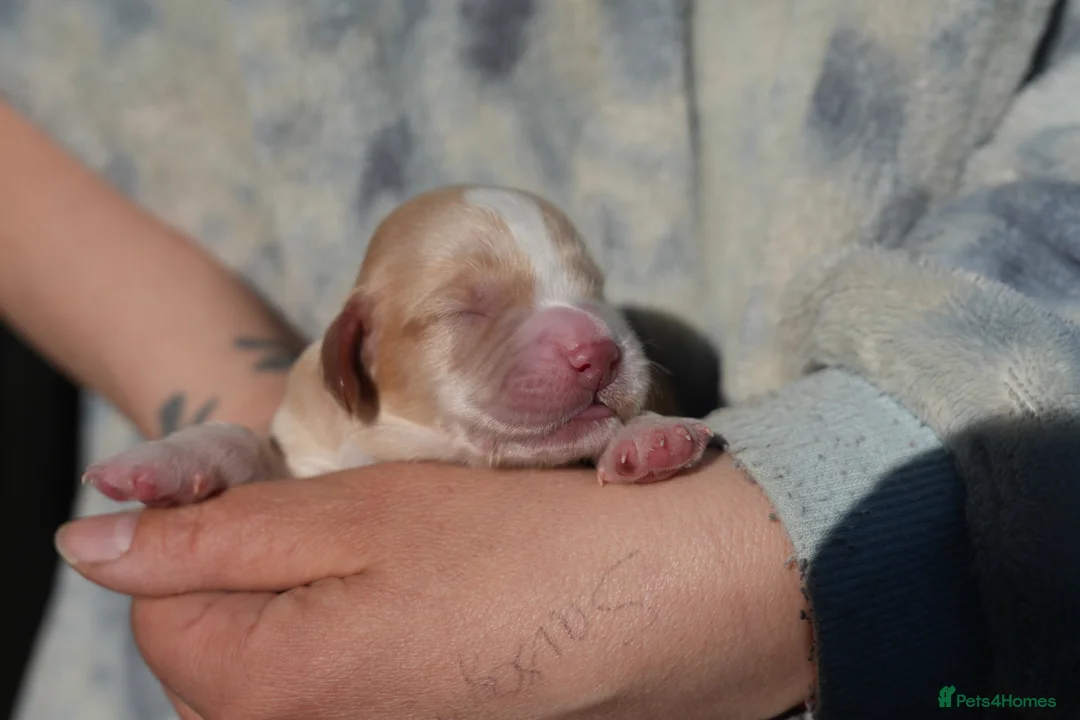 Cocker Spaniel dogs for sale: working cocker spaniel kc reg health tested. Lemon - Advert 2