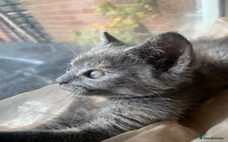 Domestic Shorthair cats for sale: Grey shorthair kitten - Image 8