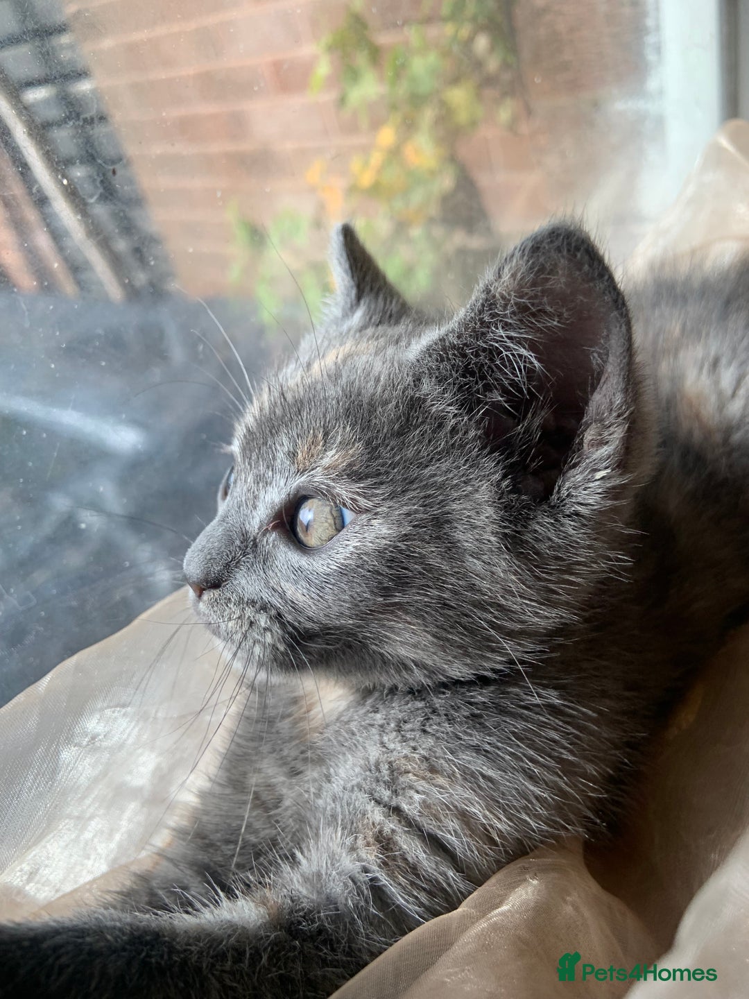Domestic Shorthair cats for sale: Grey shorthair kitten - Image 8