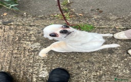 Chihuahua dogs for sale: 6 year old cream smooth coat chihuahua Boy - Image 5