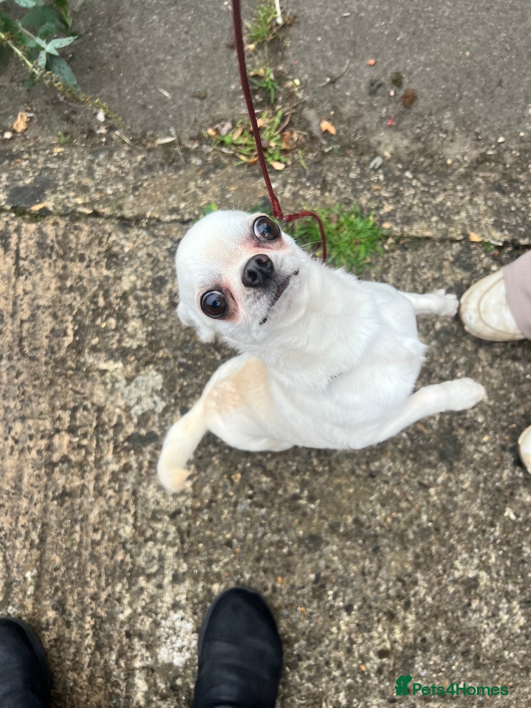 Chihuahua dogs for sale: 6 year old cream smooth coat chihuahua Boy - Image 5