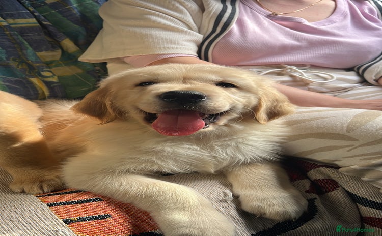 Golden Retriever dogs - Advert 1