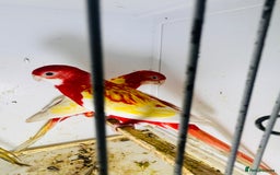 Parakeets birds for sale: Stunning Rubino/pastel rosellas for sale   - Image 3