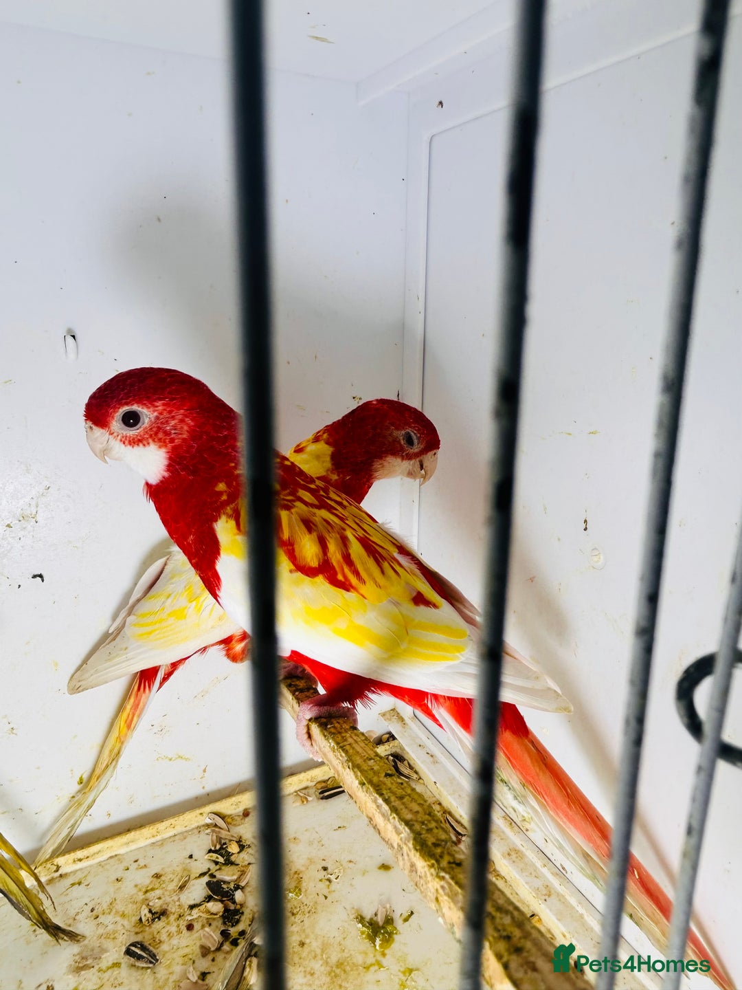 Parakeets birds for sale: Stunning Rubino/pastel rosellas for sale   - Image 3