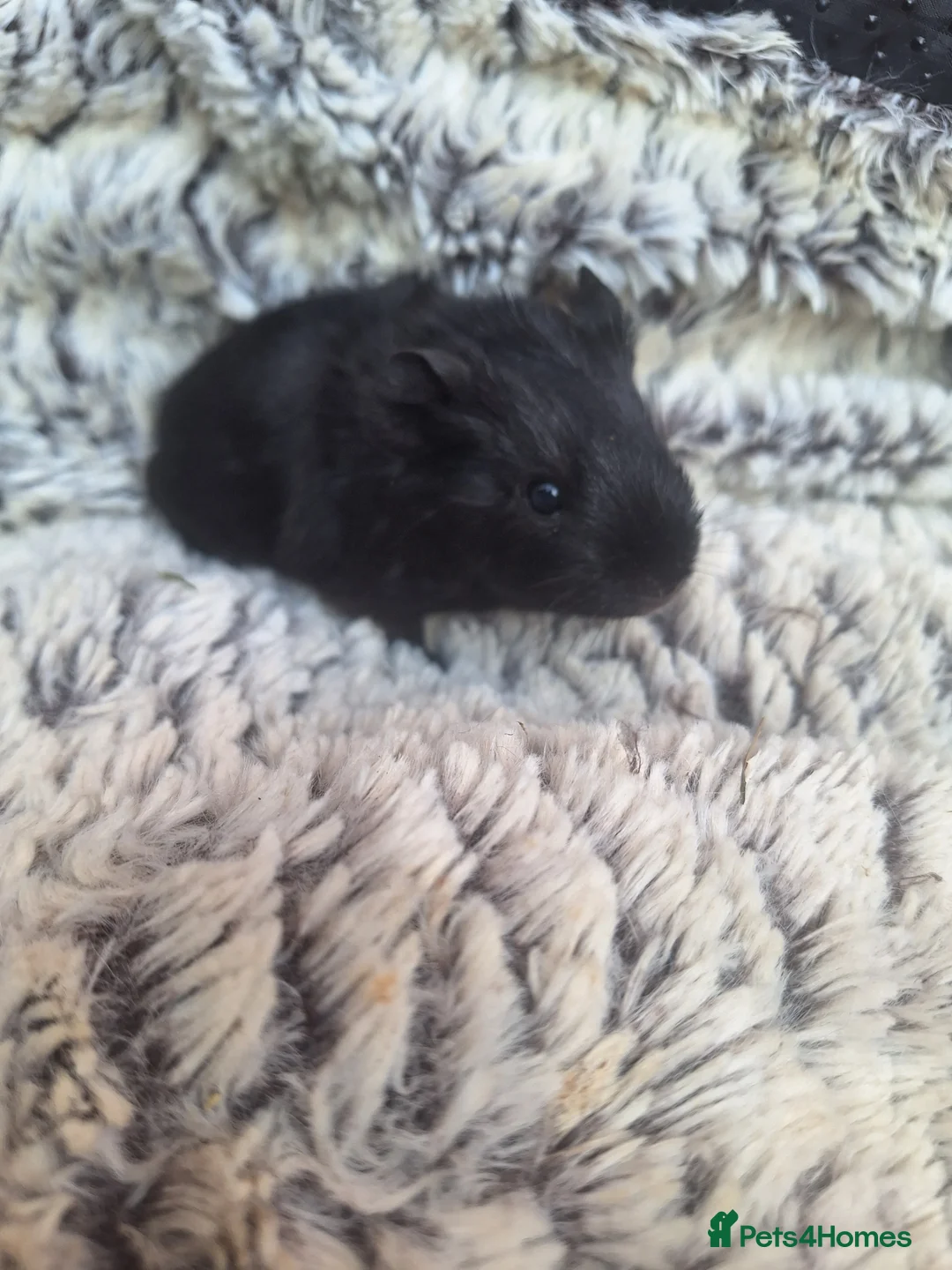 Guinea Pig rodents for sale: Beautiful guinepig pups - Advert 2