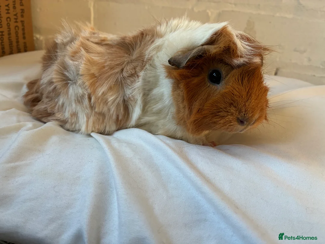 Guinea Pig rodents for sale: Free Female Guinea pigs  - Advert 4