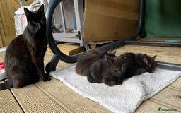 Mixed Breed cats for sale: 4 beautiful mixed breed kittene - Image 2