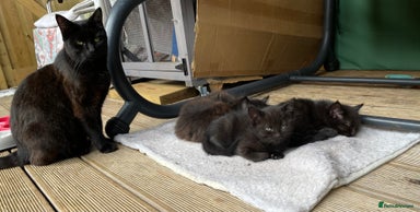 Mixed Breed cats - Advert 13