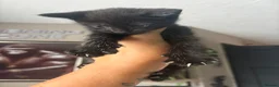 Mixed Breed cats for sale: Cute Black Kittens  - Advert 5