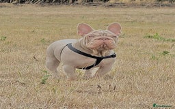 French Bulldog dogs for sale: High DNA French bulldog Male & Females  - Image 10