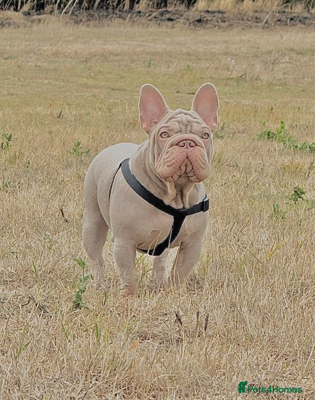 French Bulldog dogs for sale: High DNA French bulldog Male & Females  - Image 10
