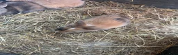 English Lop rabbits for sale: 5 baby rabbits - Advert 6