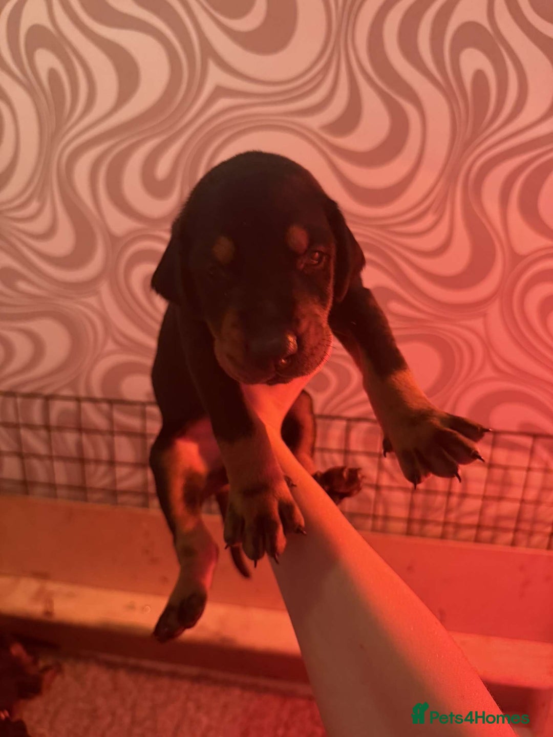 Dobermann dogs for sale: ⭐️DOBERMAN🐾PUPPIES⭐️🐶AVAILABLE🐾MID🐾SEPTEMBER🐶 - Image 22