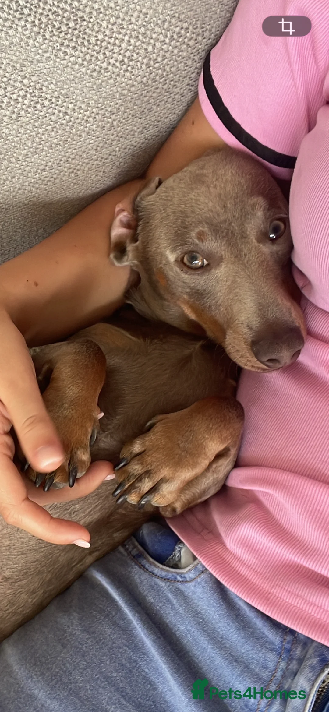 Dachshund dogs for stud: ISABELLA dachshund for stud  - Advert 3