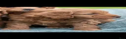 Australian Labradoodle dogs for sale: Australian Labradoodle puppies - Advert 4