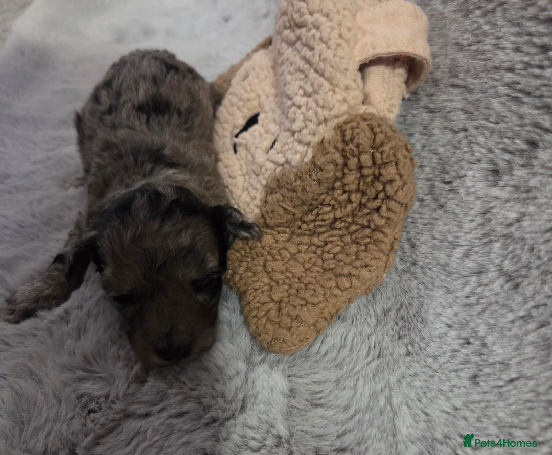 Toy Poodle dogs for sale: Gorgeous littler of x ** mall toy poodles  - Advert 7