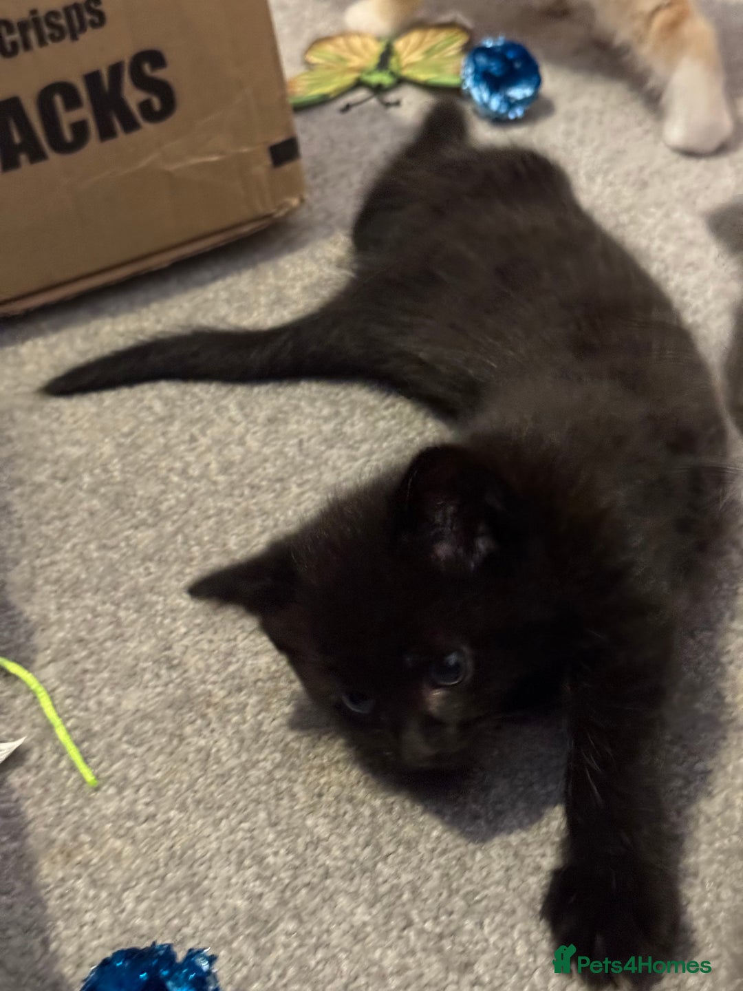 Mixed Breed cats for sale: Kittens for Sale - Advert 4