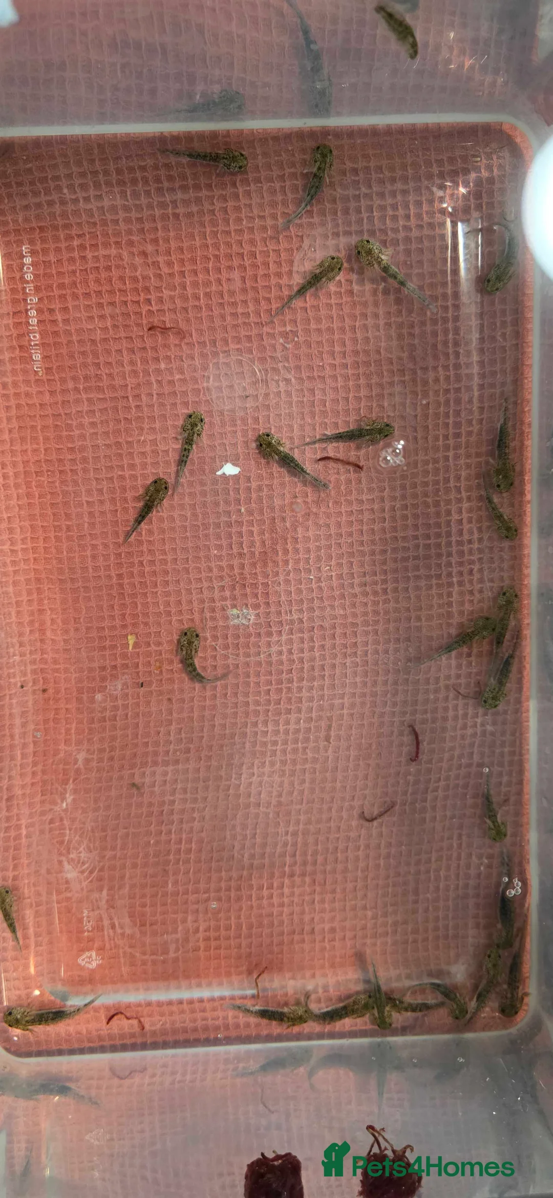 Axolotl reptiles for sale: Axololt Babies - Advert 3