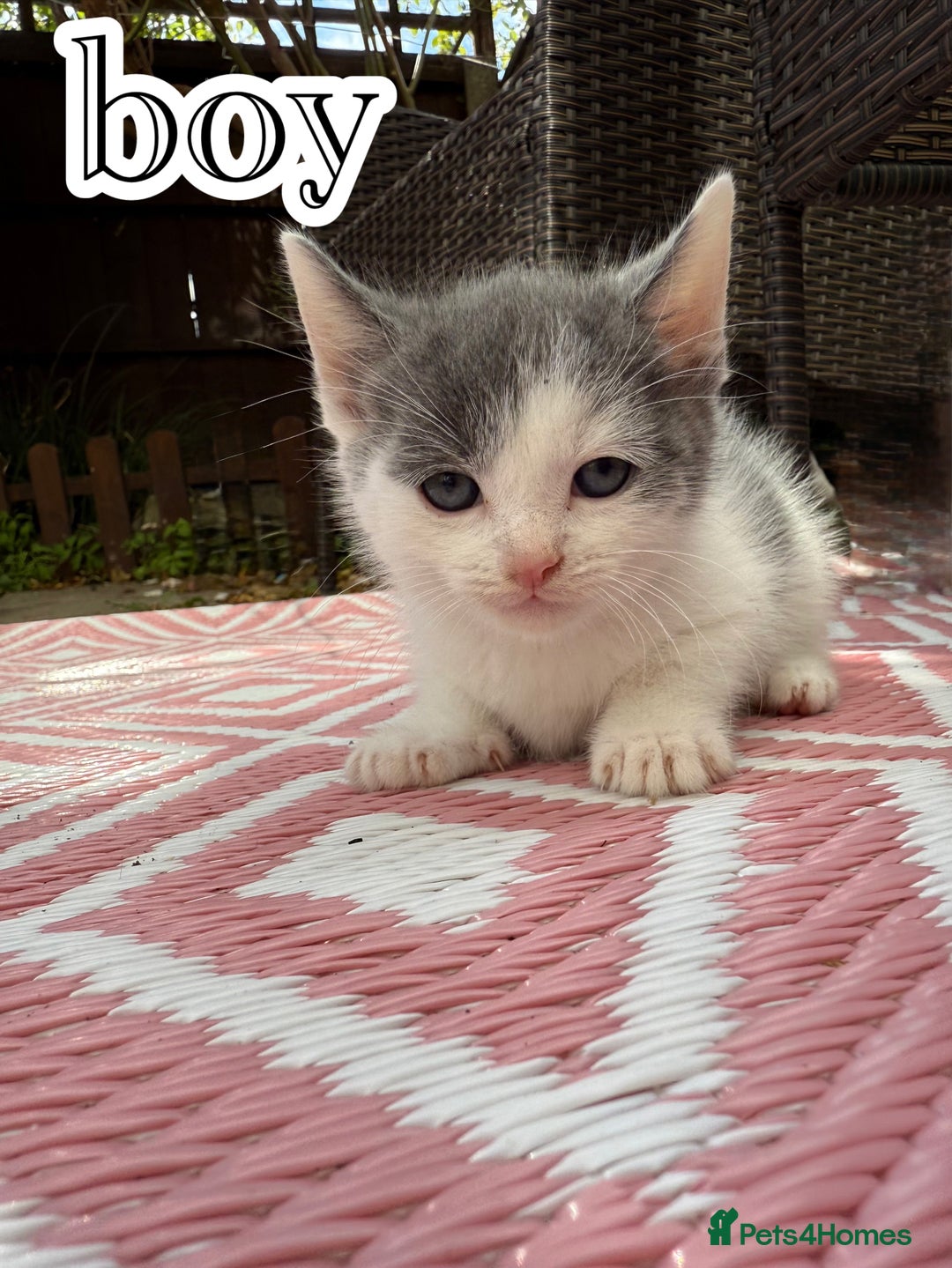 Mixed Breed cats for sale: 4 Boys & 3 Girls🐾 - Image 6