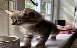 Mixed Breed cats for sale: 12 kittens 3 litters ready to reserve in St Albans - Image 18