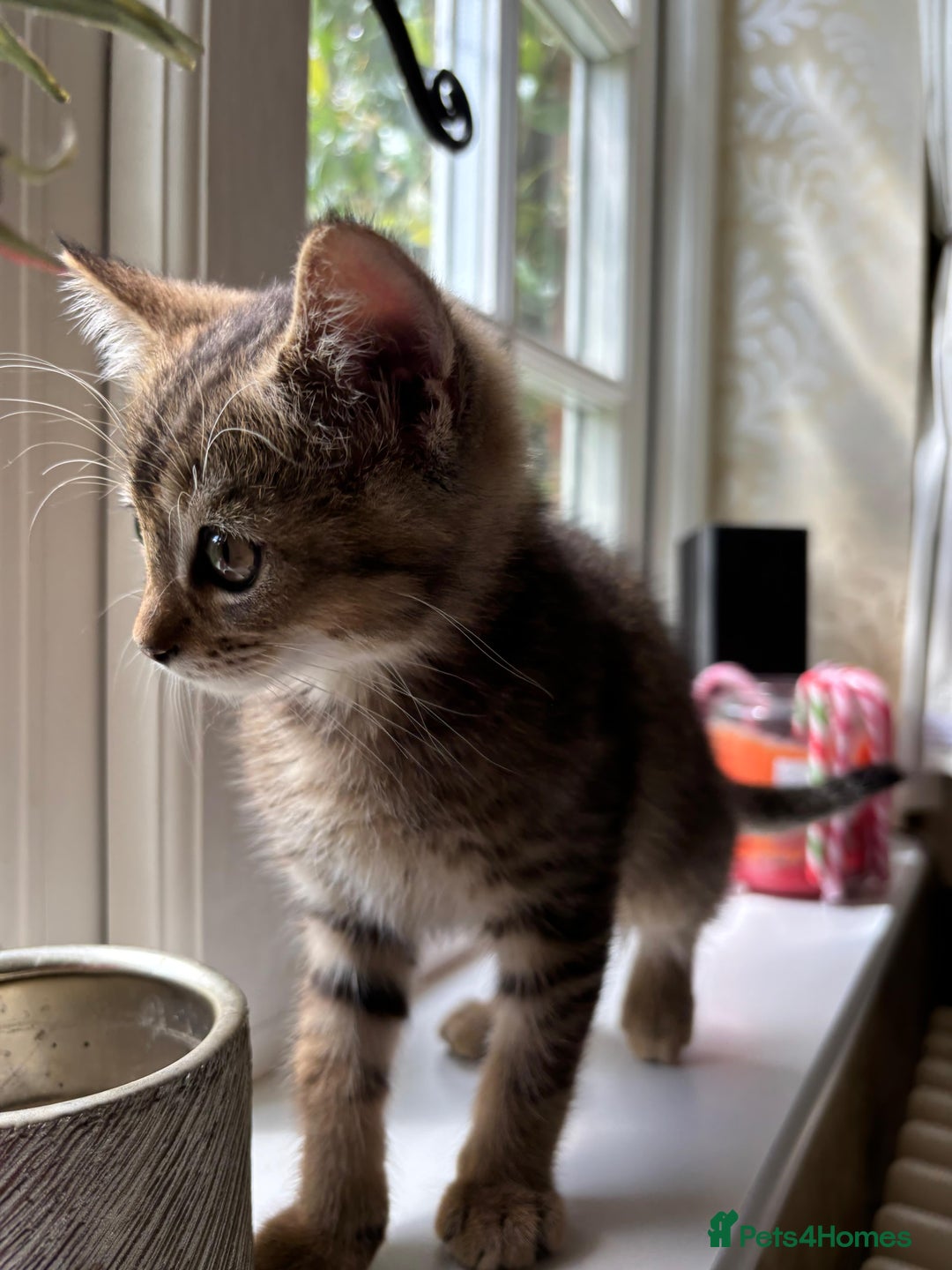 Mixed Breed cats for sale: 12 kittens 3 litters ready to reserve in St Albans - Image 18