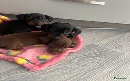 Miniature Dachshund dogs for sale: Miniature dachshund. 8 weeks READY TO LEAVE - Image 15