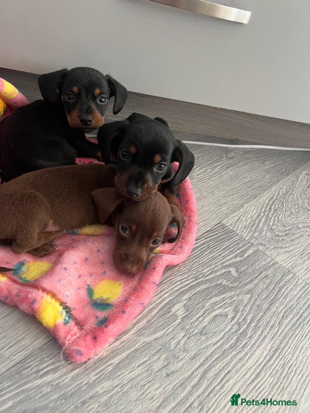 Miniature Dachshund dogs for sale: Miniature dachshund. 8 weeks READY TO LEAVE - Image 15