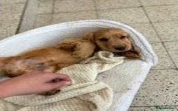 Cocker Spaniel dogs for sale: 1 male show type cocker spaniel available  - Image 8