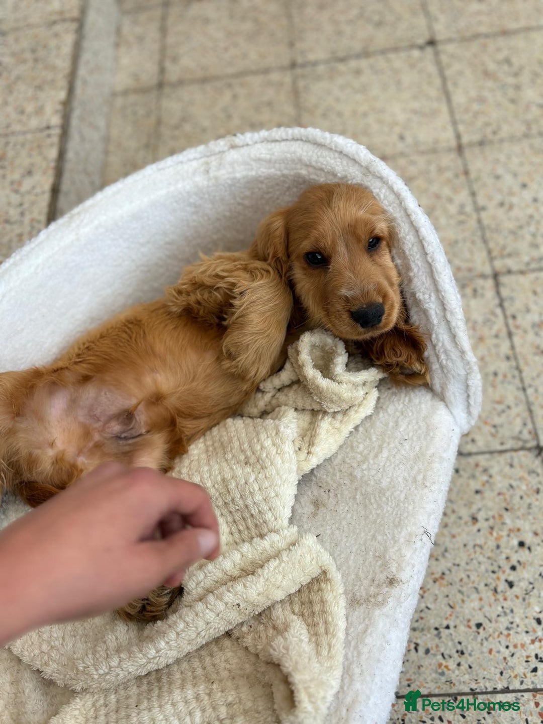 Cocker Spaniel dogs for sale: 1 male show type cocker spaniel available  - Image 8
