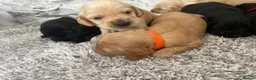 Cockerdor dogs for sale: Cockerdor Puppys 🐾 - Advert 9