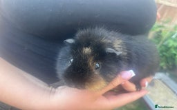 Guinea Pig rodents for sale: Guinea pigs  - Image 1