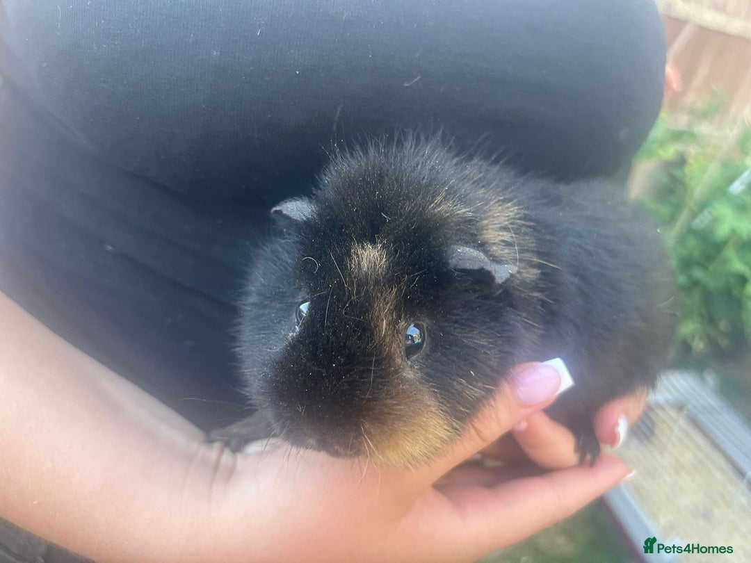 Guinea Pig rodents for sale: Guinea pigs  - Image 1